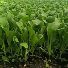 苏州吴江同里小鸡毛菜