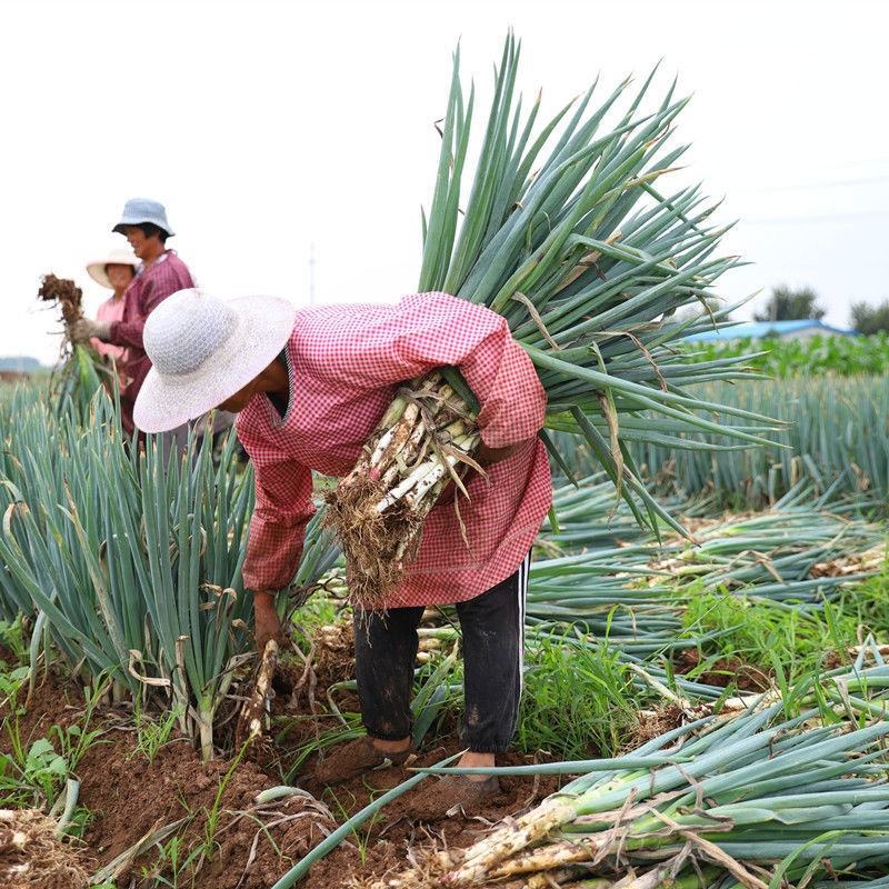 【好货】陕西省合阳大白葱 葱白长50-60公分 欢迎来电