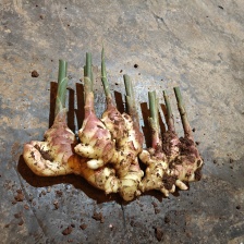 云南小黄姜生姜新鲜现挖嫩姜仔姜老姜批发价应季新鲜蔬菜