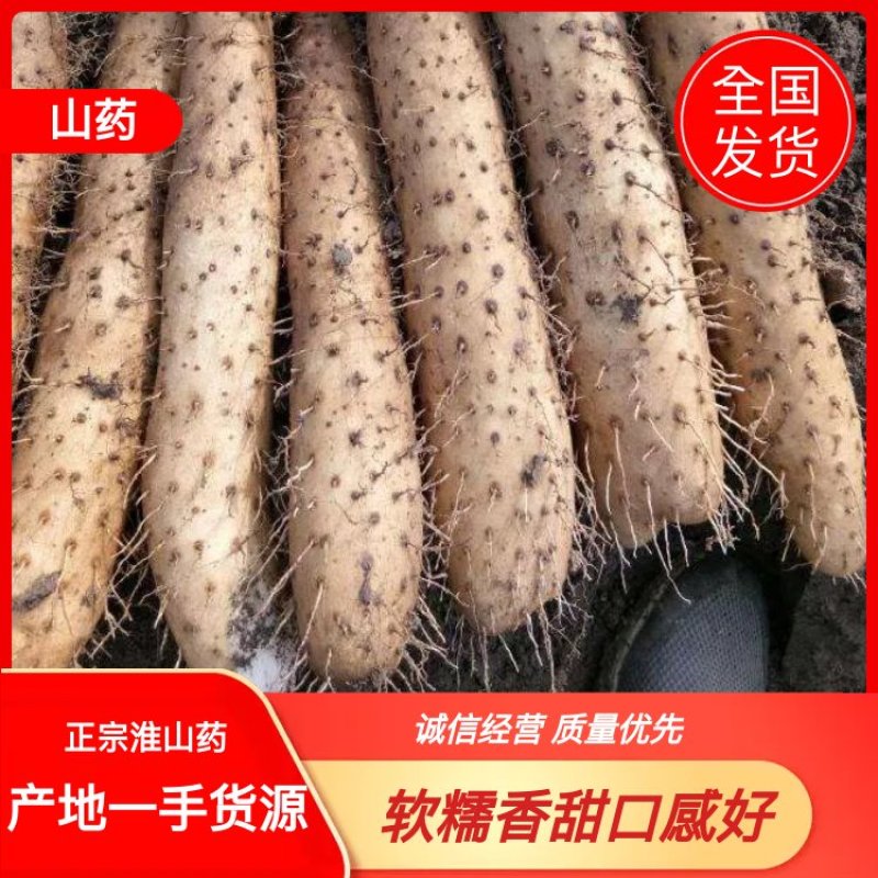 正宗汗沟山药，产地发货现挖现发 新鲜发货，价格便宜