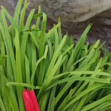 精品韭菜。头刀二刀