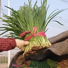 精品韭菜。头刀二刀