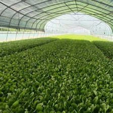 鸡毛菜常年供应鸡毛菜丶这两天有生菜供应