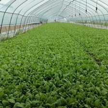 鸡毛菜常年供应鸡毛菜丶这两天有生菜供应