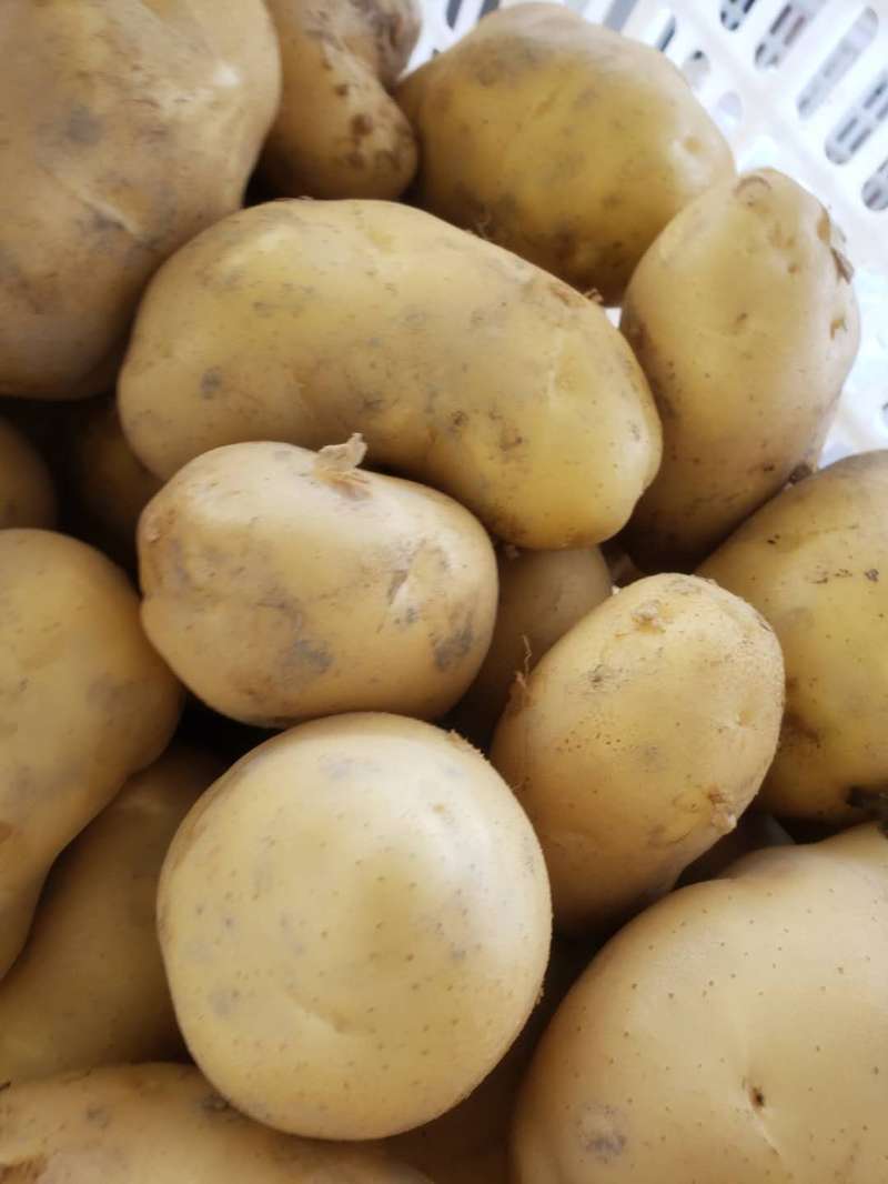 西域农珍商队代办坊