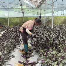 广西武鸣桥溪园生态农业有限公司