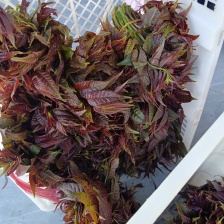 大竹红香椿 香椿芽 红油香椿 产地直达