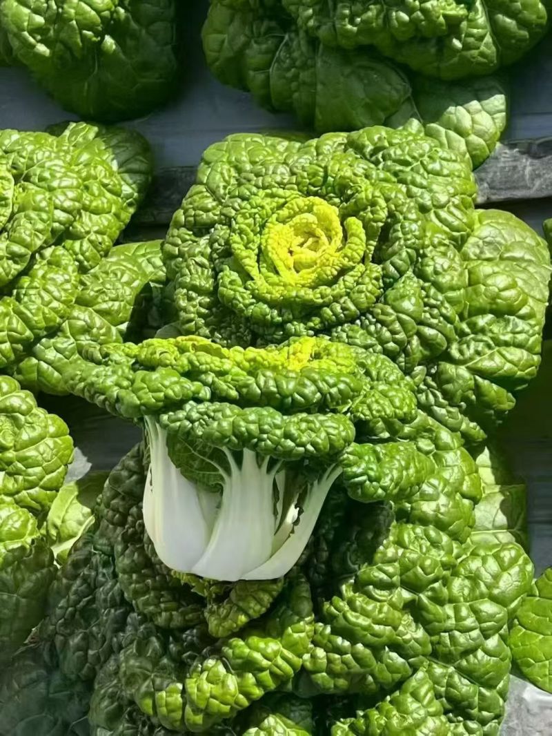 【黄心菜】大量有货 现货直发 质量保证 常年有 大量供应
