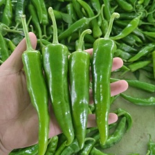 新鲜小米辣，代发各级市场，电商，现采现发！保证质量，量大