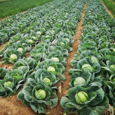 邯郸蔬菜本地甘蓝大量上市，精品甘蓝，河北包菜，烂菜包赔