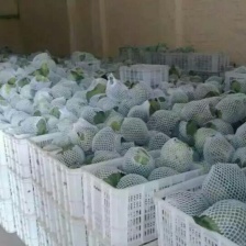 邯郸蔬菜本地甘蓝大量上市，精品甘蓝，河北包菜，烂菜包赔