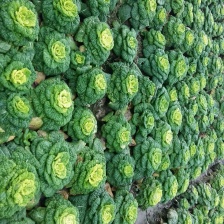 大白菜，义和秋，黄心菜，产地直销，大量供货