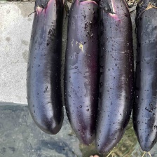 山东莘县产地 精品圆茄 产地直供黑亮圆茄 紫亮圆茄 一手货源