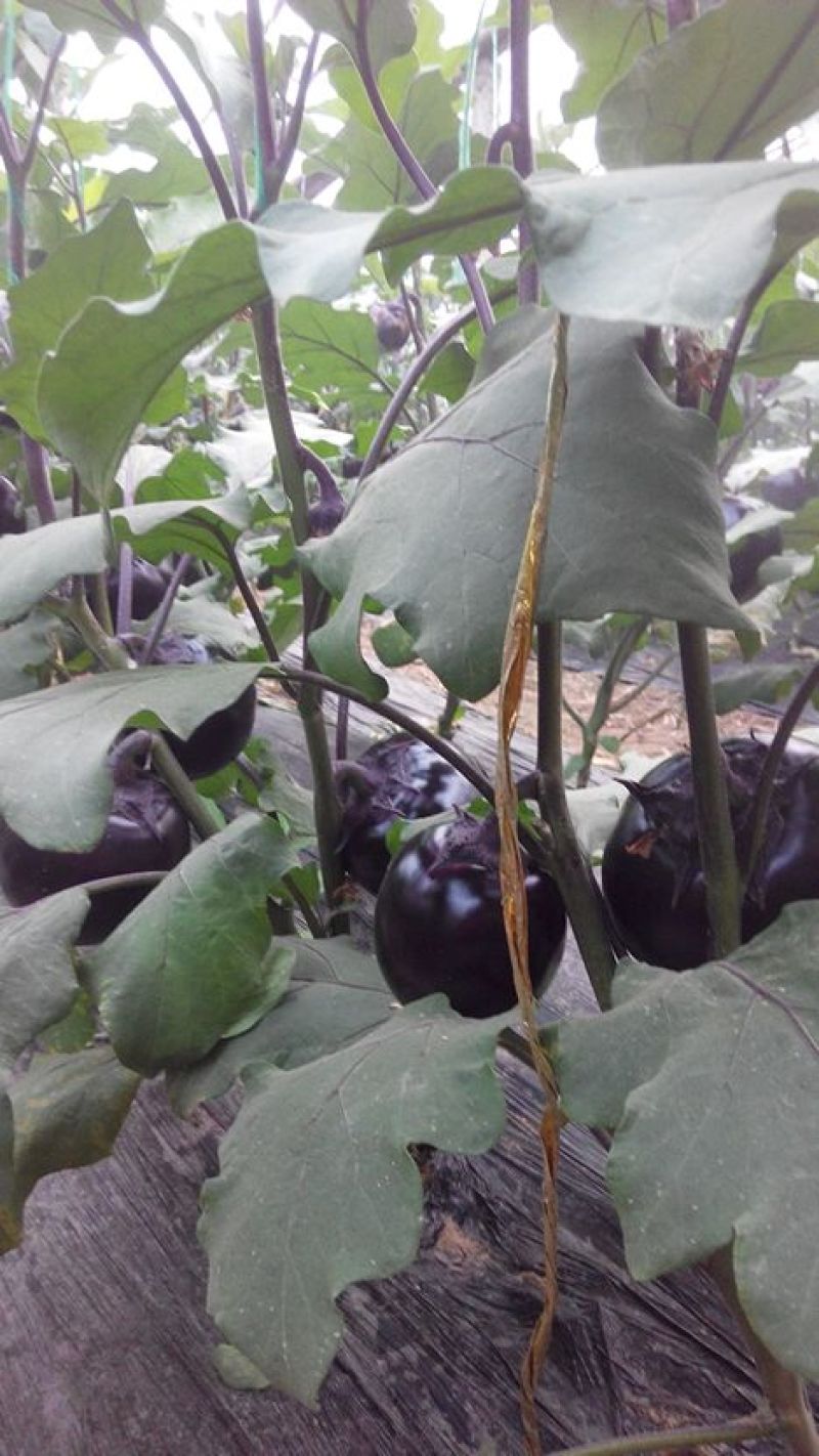 山东莘县产地 精品圆茄 产地直供黑亮圆茄 紫亮圆茄 一手货源