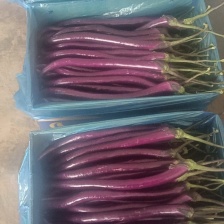 山东莘县产地 精品圆茄 产地直供黑亮圆茄 紫亮圆茄 一手货源