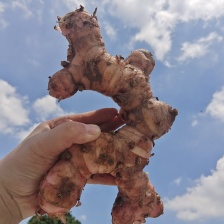 山姜南姜大量有货 现货鲜货 量大价优 全国发货欢迎致电