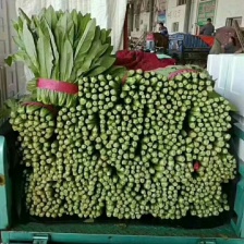 邯郸本地精品油麦菜  大量有货，可供电商  欢迎老板合作