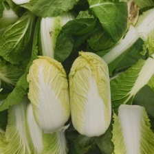 河南精品娃娃菜，对接电商货、市场货、超市生鲜配送