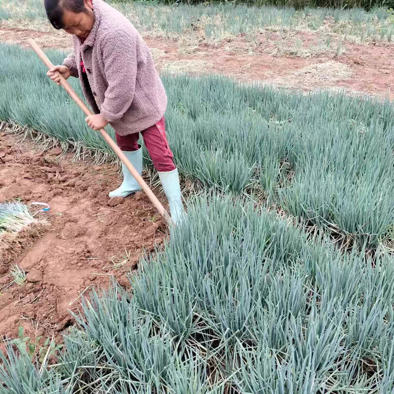 小葱 四季小葱 香葱 葱苗 湖北一手货源 产地供应
