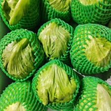 意大利生菜 产地直销 量大质优 价格优惠 欢迎各大老板采购