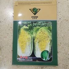 【精品】山东黄心白菜 无烧心病虫害新鲜耐运输储存产地价优