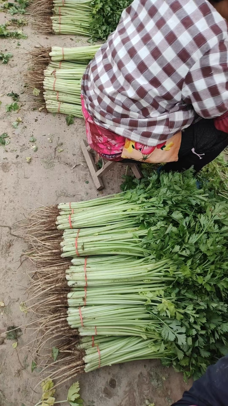 山东芹菜 毛芹 产地直供 量大从优 价格实惠 实力代发全