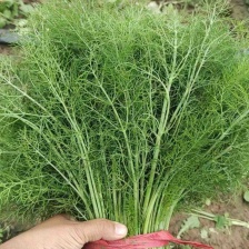 八角树树苗南北方庭院四季高产地栽种植食用大红茴香