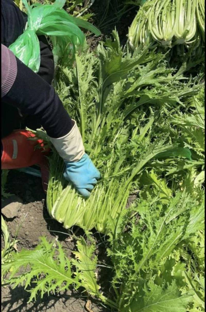雪里红 芥菜 产地直发 一手货源 价格实惠