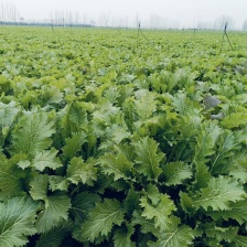 雪里红 芥菜 产地直发 一手货源 价格实惠