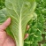 山东快菜 产地发货 一手货源  无虫眼 品质好 价格美丽