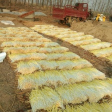 韭黄 头茬 30~40公分