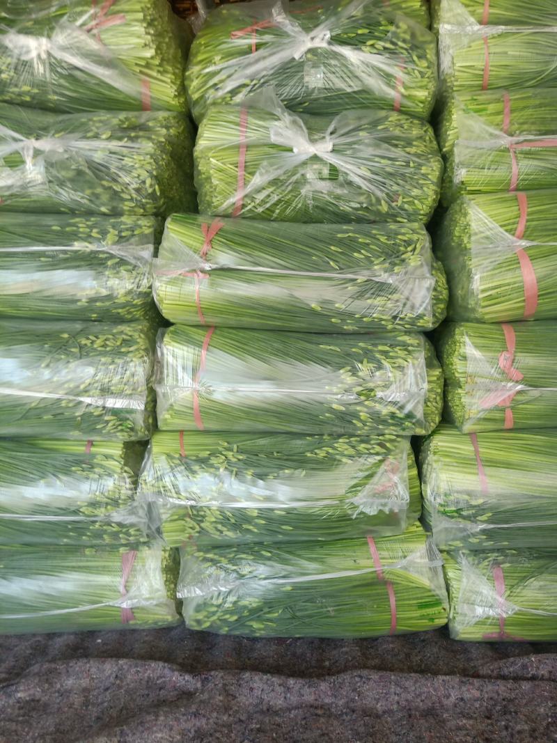 「大量上市」韭苔山东平度精品韭苔 质好价优供应中 电联