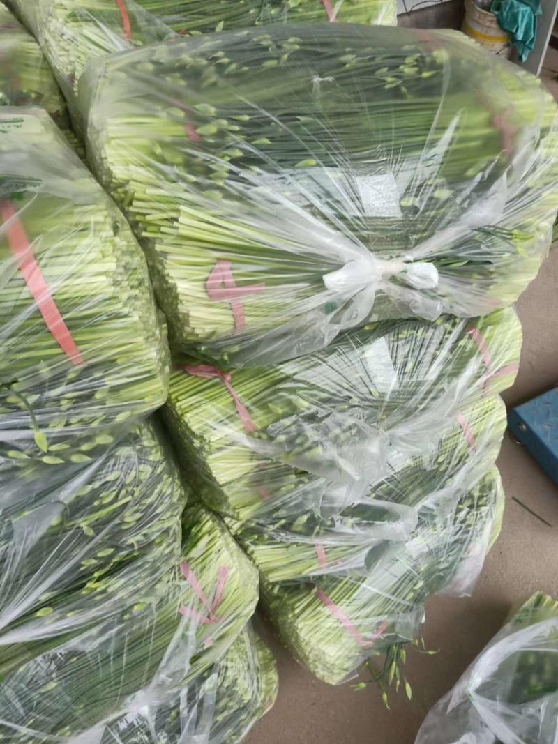 「大量上市」韭苔山东平度精品韭苔 质好价优供应中 电联