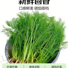 老农民蔬菜种植基地