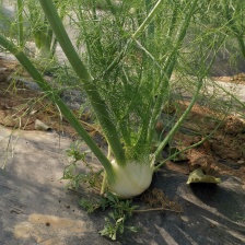 老农民蔬菜种植基地