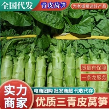 红叶莴苣安徽埇桥莴苣产地代收代发全国发货可视频拿货电联