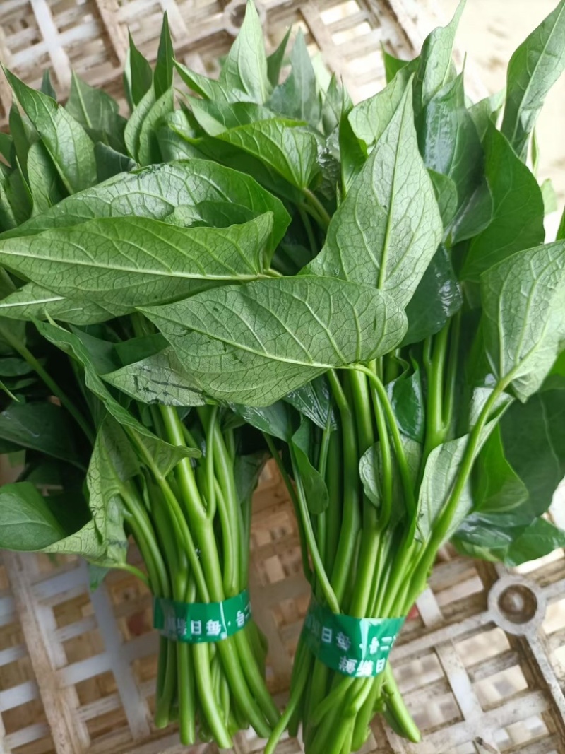 新鲜芍尖 一手货源