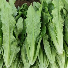 应季油麦菜源头供应超高性价比