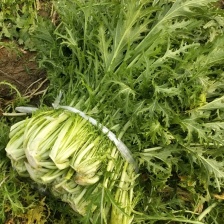 安徽铭豪蔬菜代发全国