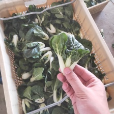 阳谷县士龙蔬菜合作社