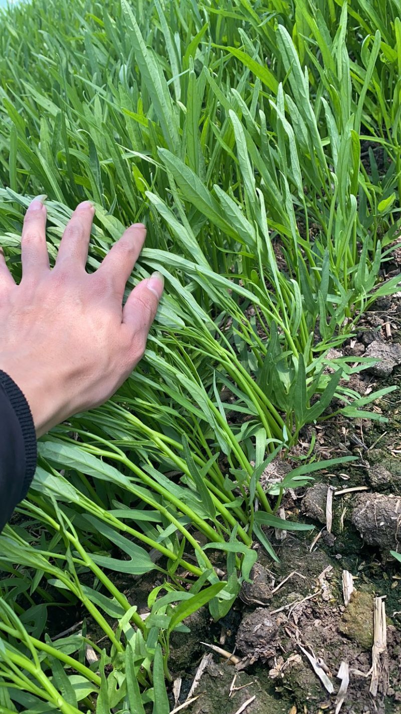 特级空心菜菜头1