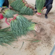 万亩耐寒韭苔韭菜基地一手货源，对接各大市场可打冷发车