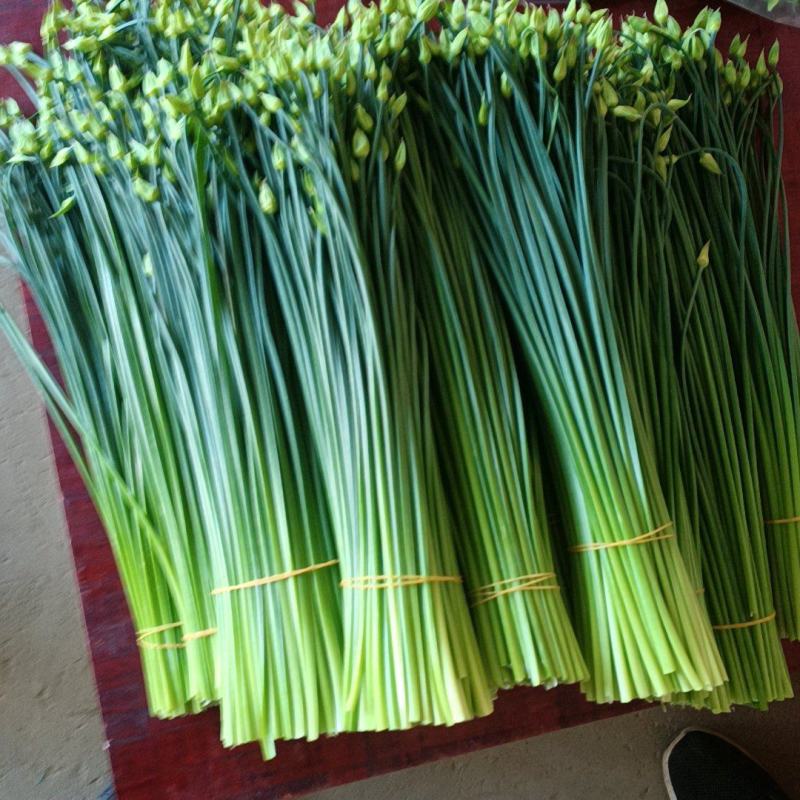 万亩耐寒韭苔韭菜基地一手货源，对接各大市场可打冷发车