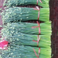 万亩耐寒韭苔韭菜基地一手货源，对接各大市场可打冷发车