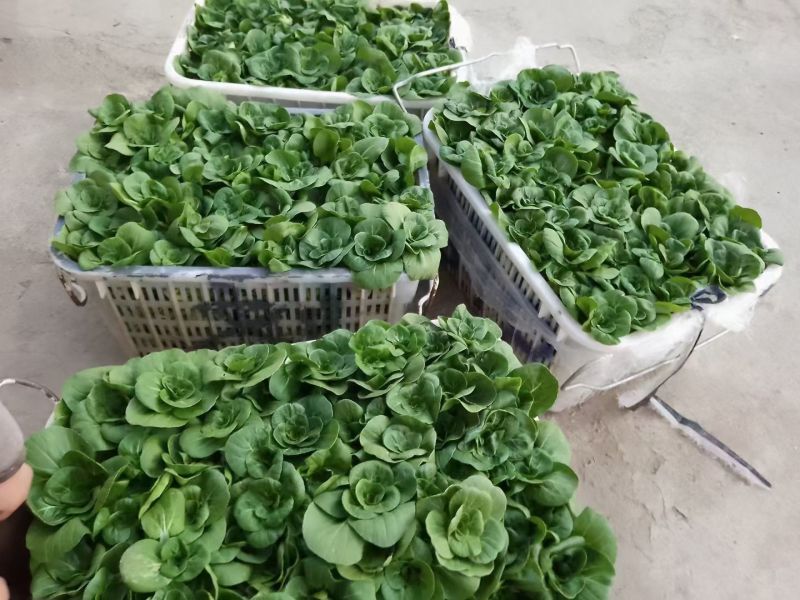 湖北红菜苔，菜苔！矮子白大量有货欢迎订单