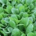 精品奶白菜，小白菜快菜品质好，对接全国 质量保证