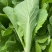 精品奶白菜，小白菜快菜品质好，对接全国 质量保证