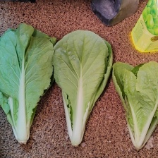 常年供货精品快菜 全国供货 大棚种植 品质保证 量大从优