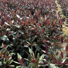 紫背天葵，山东特菜野菜批发