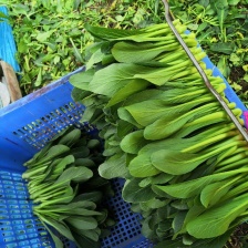 白菜苔，红菜苔，广东菜心，品种多，做工专业